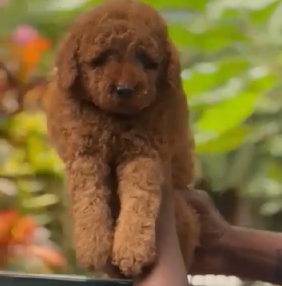 Poodle dog for sale in India