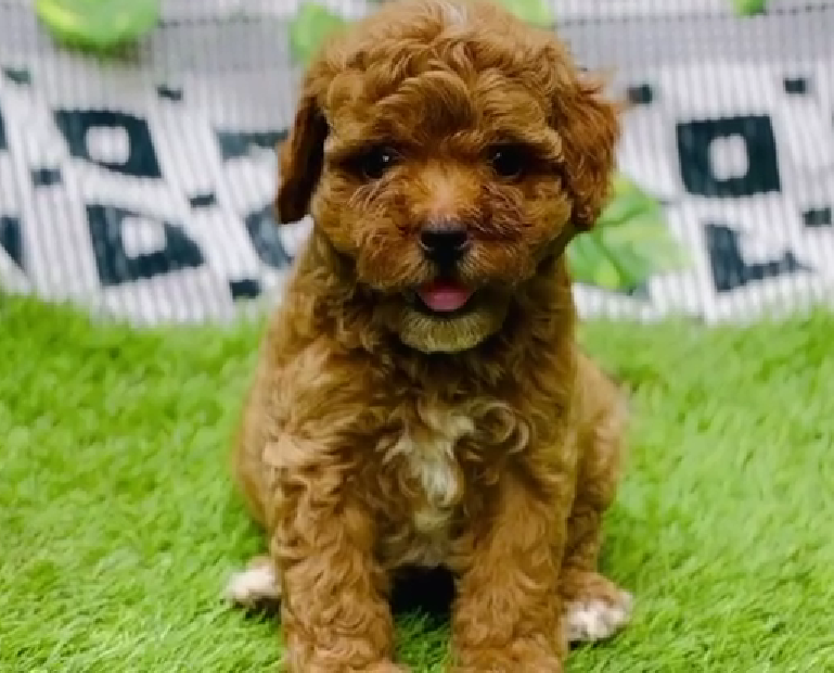 Poodle pet shop in India