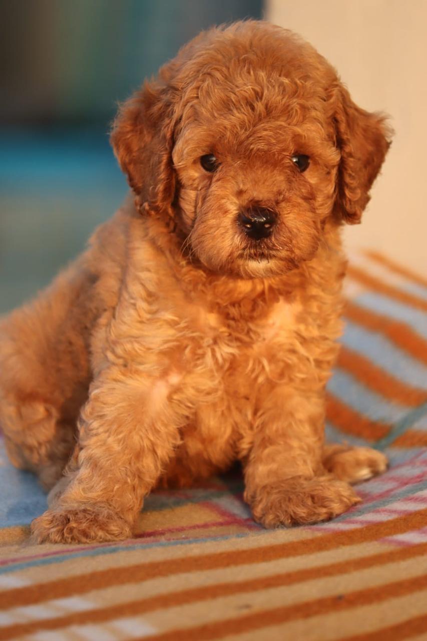 Poodle dog price in Jaipur