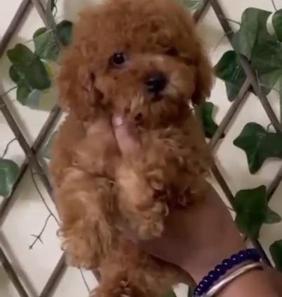 Poodle puppy price in Jaipur