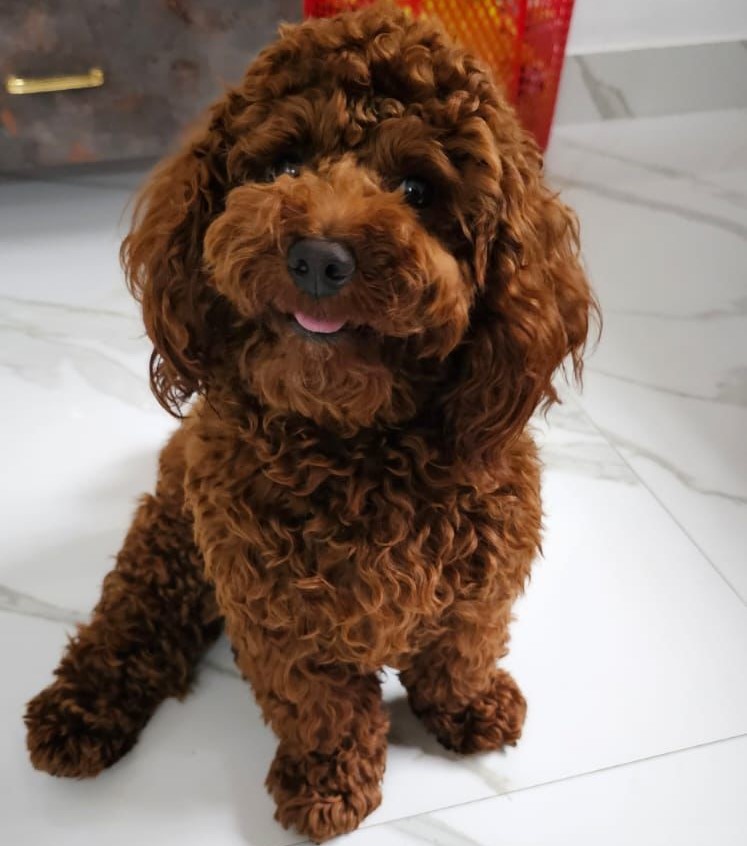 Poodle male puppy price in Jaipur