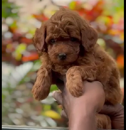 Poodle pet shop in Jaipur