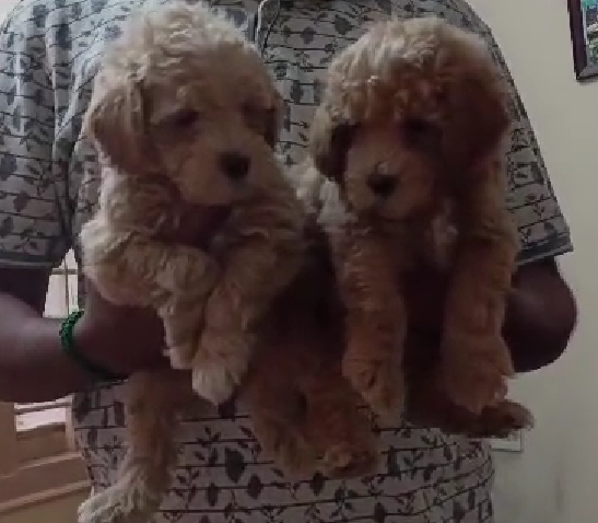 Poodle dog kennel in Jaipur