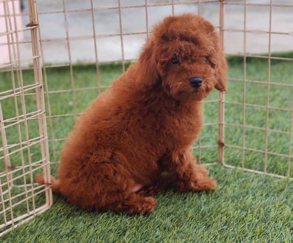 Poodle puppies price in kolkata