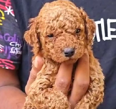 Buy poodle puppies in kolkata