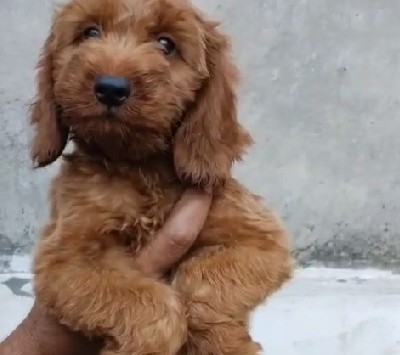 Poodle puppies for sale online in kolkata