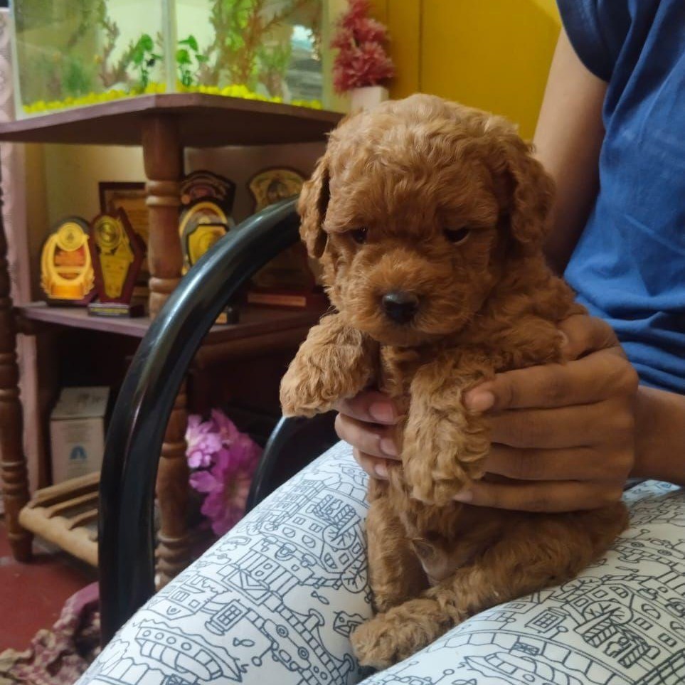 Poodle dog price in kolkata