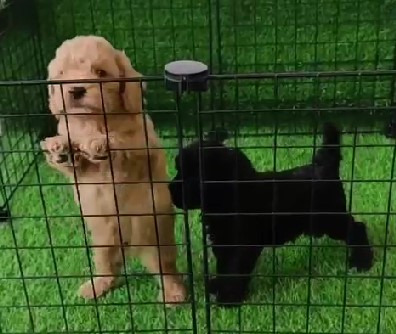 Poodle puppy for sale in kolkata