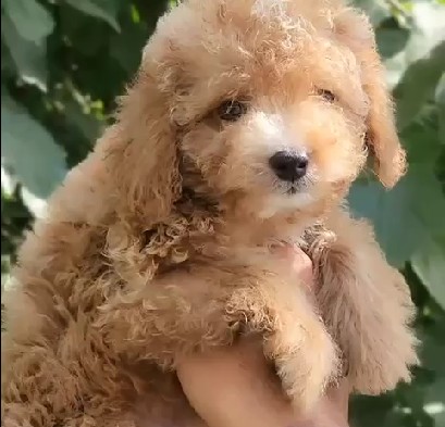 Poodle pet shop in kolkata