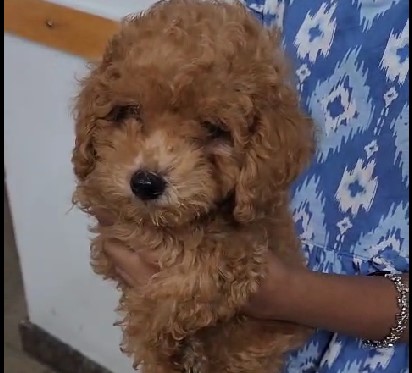 Poodle puppies for sale online in mumbai