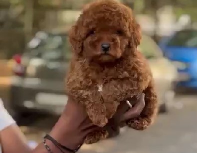 Buy poodle puppies in mumbai