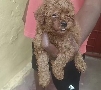 Poodle dog for sale in mumbai