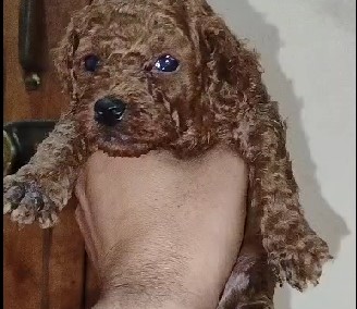 Poodle dog breeder in mumbai