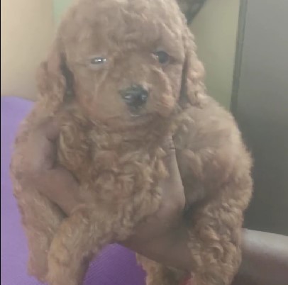 poodle pet shop in mumbai