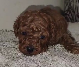 KCI registered poodle puppies for sale in mumbai