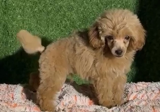 Pure bred poodle puppies price in mumbai