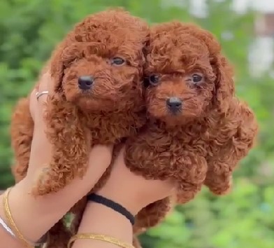 Poodle puppies for sale in pune