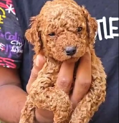 Poodle dog breeder in pune