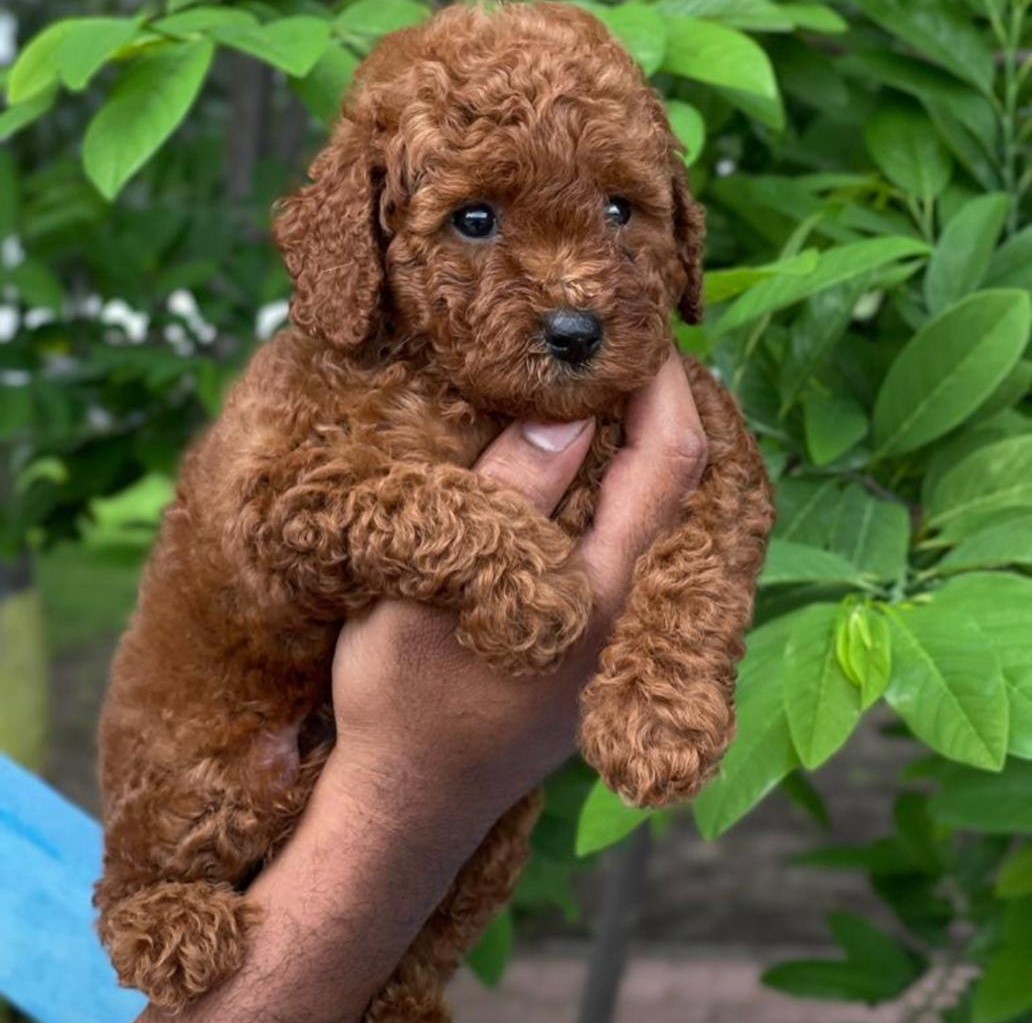 Poodle pet shop in pune