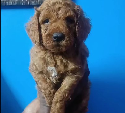 Poodle dog kennel in pune