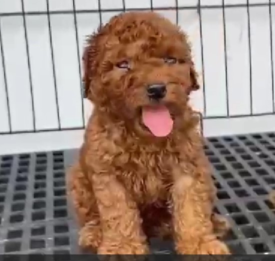 Poodle puppies for sale online in pune