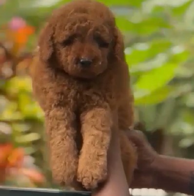 KCI registered poodle puppies price in pune