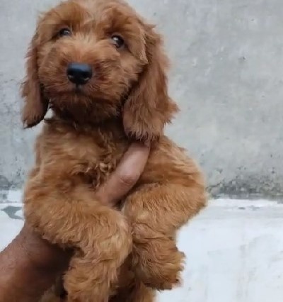 Buy poodle puppies in pune