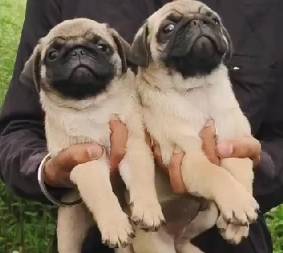 Buy pug puppies in bangalore