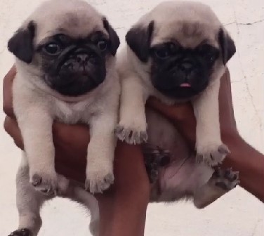 Pug dog breeder in bangalore