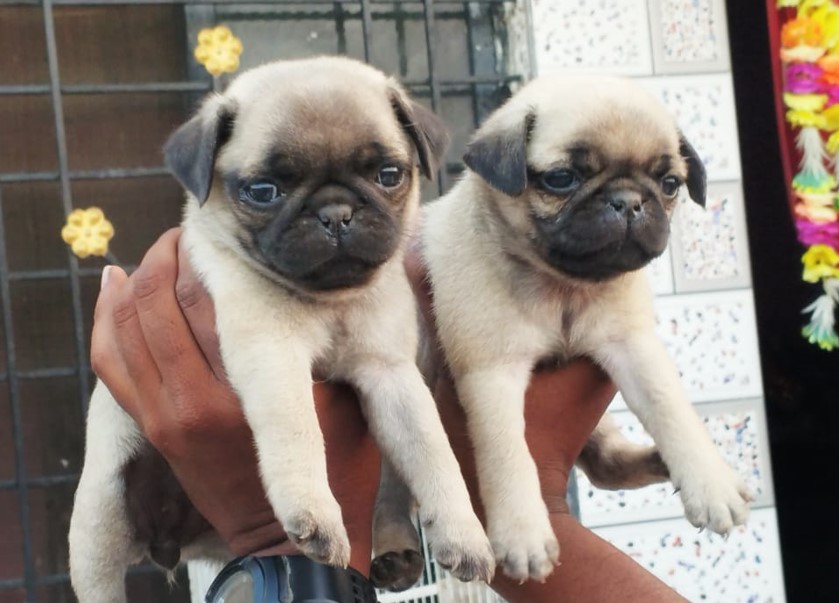 Pug dog price in bangalore