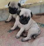 Pug price in Delhi