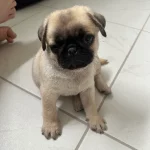 Pug puppy price in Delhi