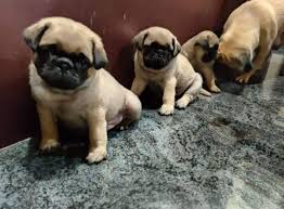 Pug dog for sale in Delhi