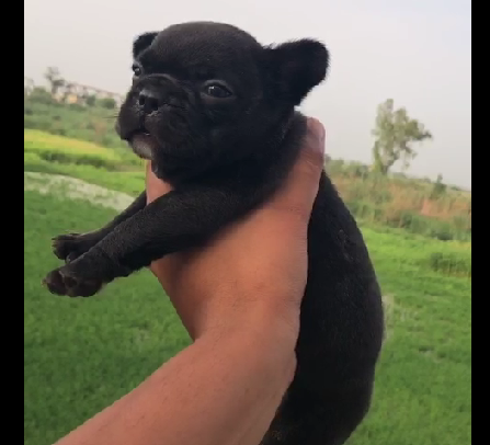 Pug pet shop in Delhi