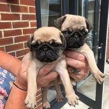 Pug puppy price in Jaipur