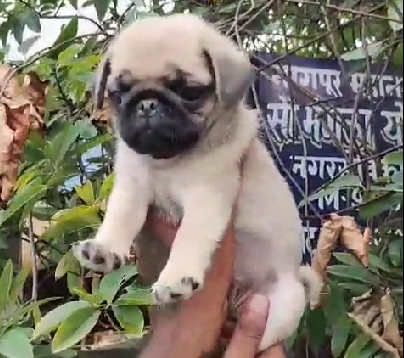 Pug dog for sale in Jaipur