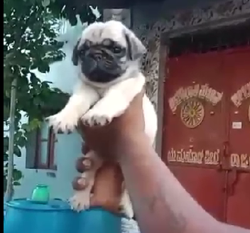 Pug pet store in Jaipur