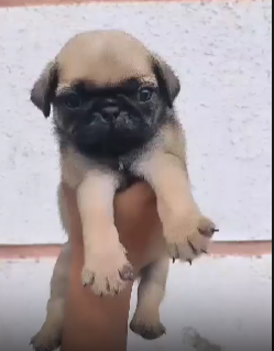 Pug male puppy price in Jaipur