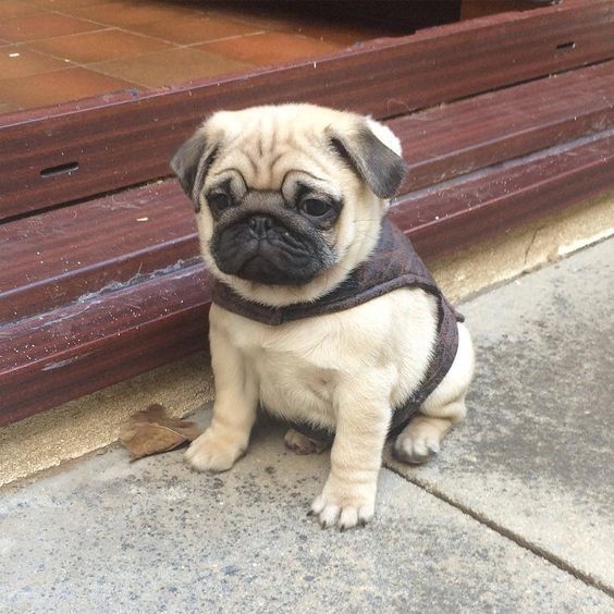 Pug puppies for sale in kolkata