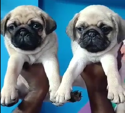 Pug puppy price in kolkata