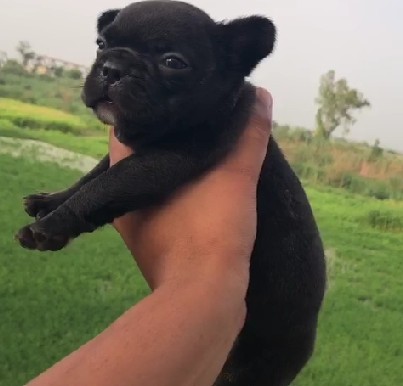 Pug dog for sale in kolkata