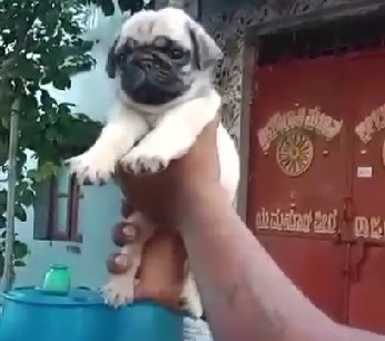 Pug pet shop in kolkata