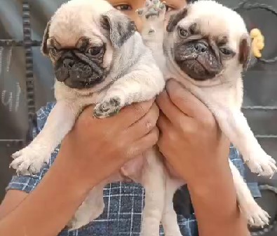 Buy pug puppies online in mumbai