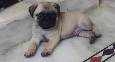 Pug puppies for sale online in mumbai