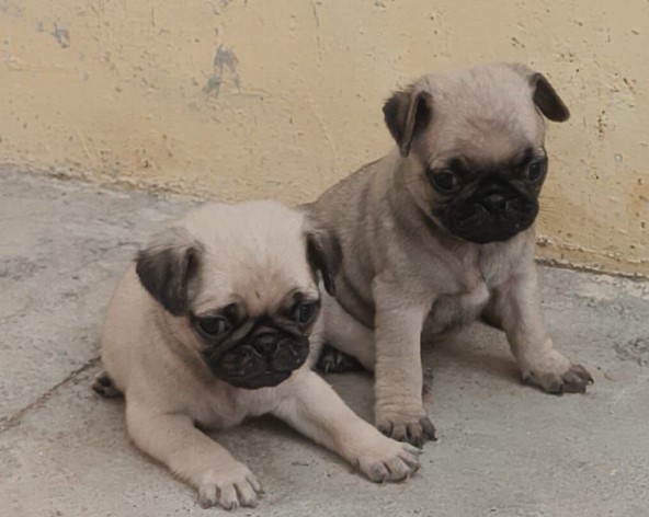 KCI rsgistered pug puppies price in mumbai