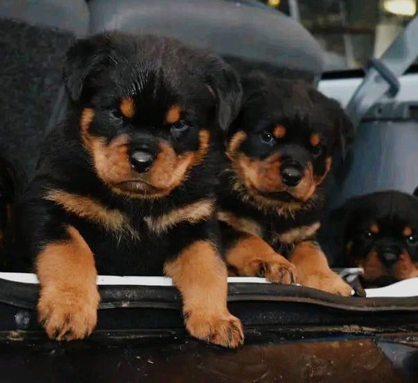 Rottweiler puppies for sale in bangalore