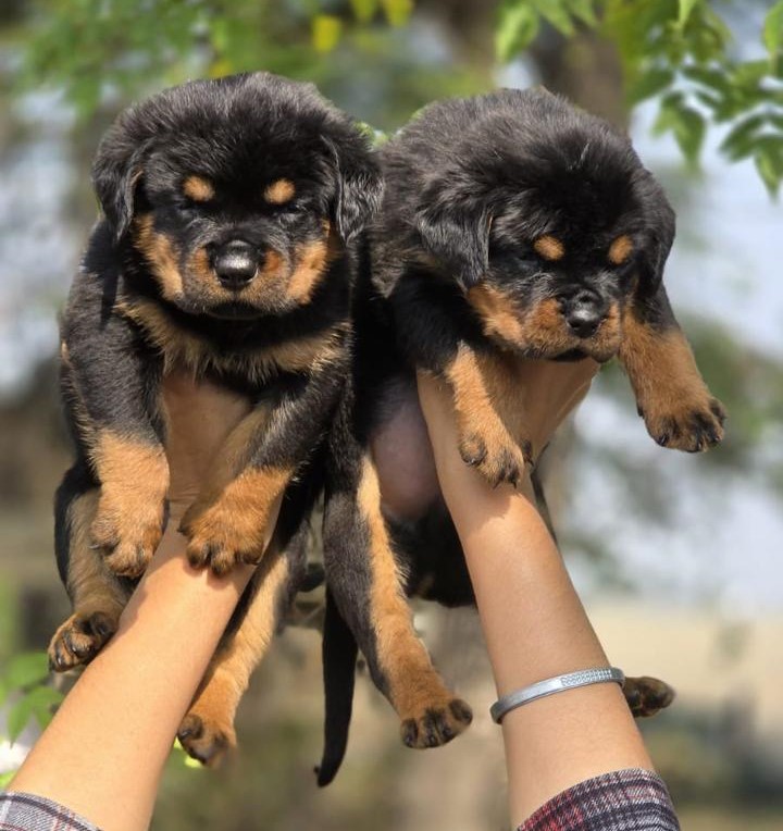 Buy rottweiler puppies online in bangalore