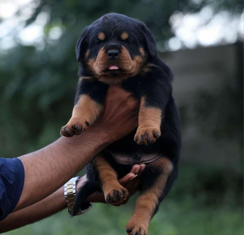 Rottweiler dog price in bangalore