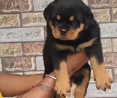 KCI registered rottweiler price in bangalore