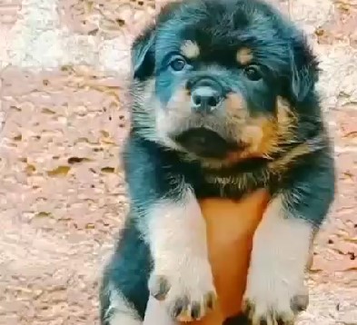 Rottweiler puppy for sale in bangalore